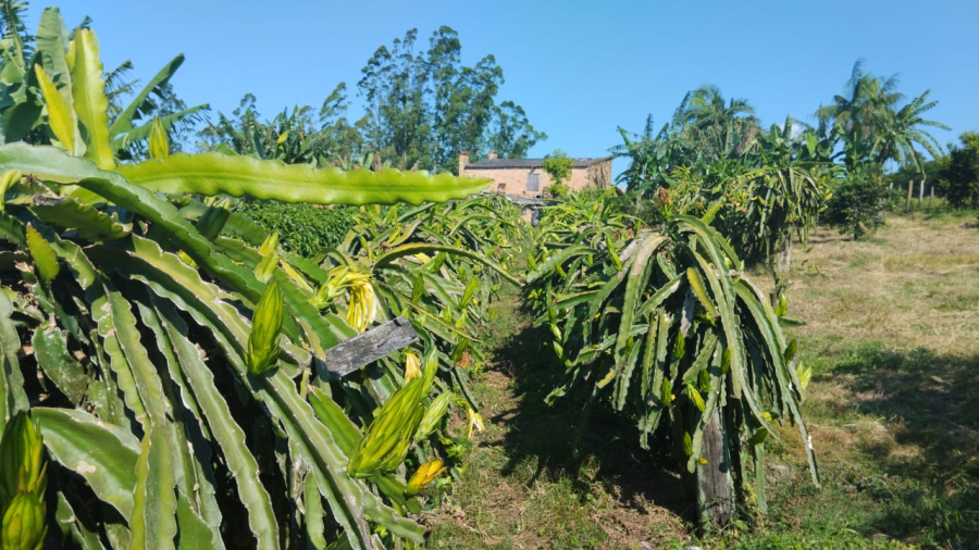 Colheita da pitaya movimenta propriedade em Morro da Fumaça