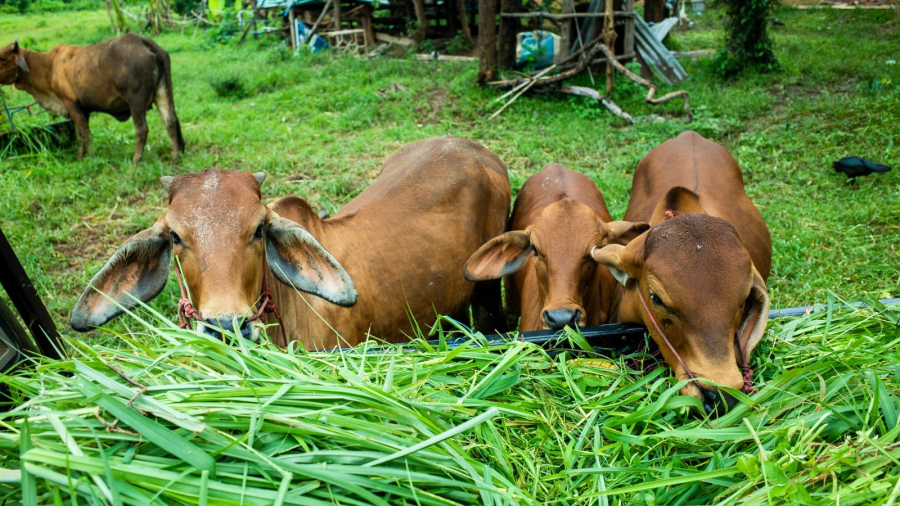 Agricultura de Morro da Fumaça disponibiliza sementes de pastagem com 50% de desconto para produtores de gado